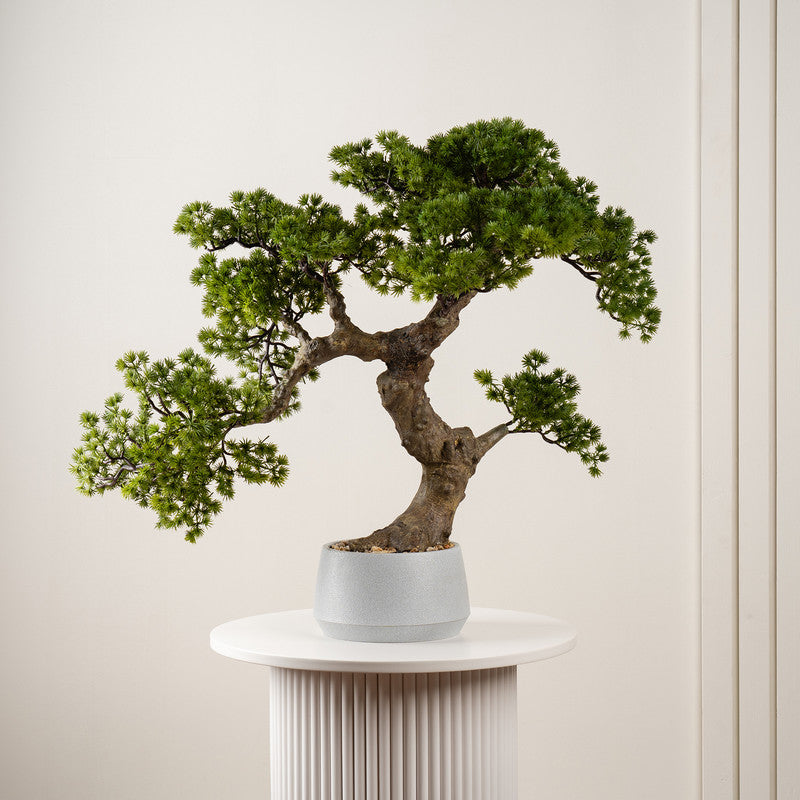 Bonsai Trees