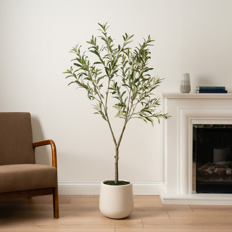 Olive Trees