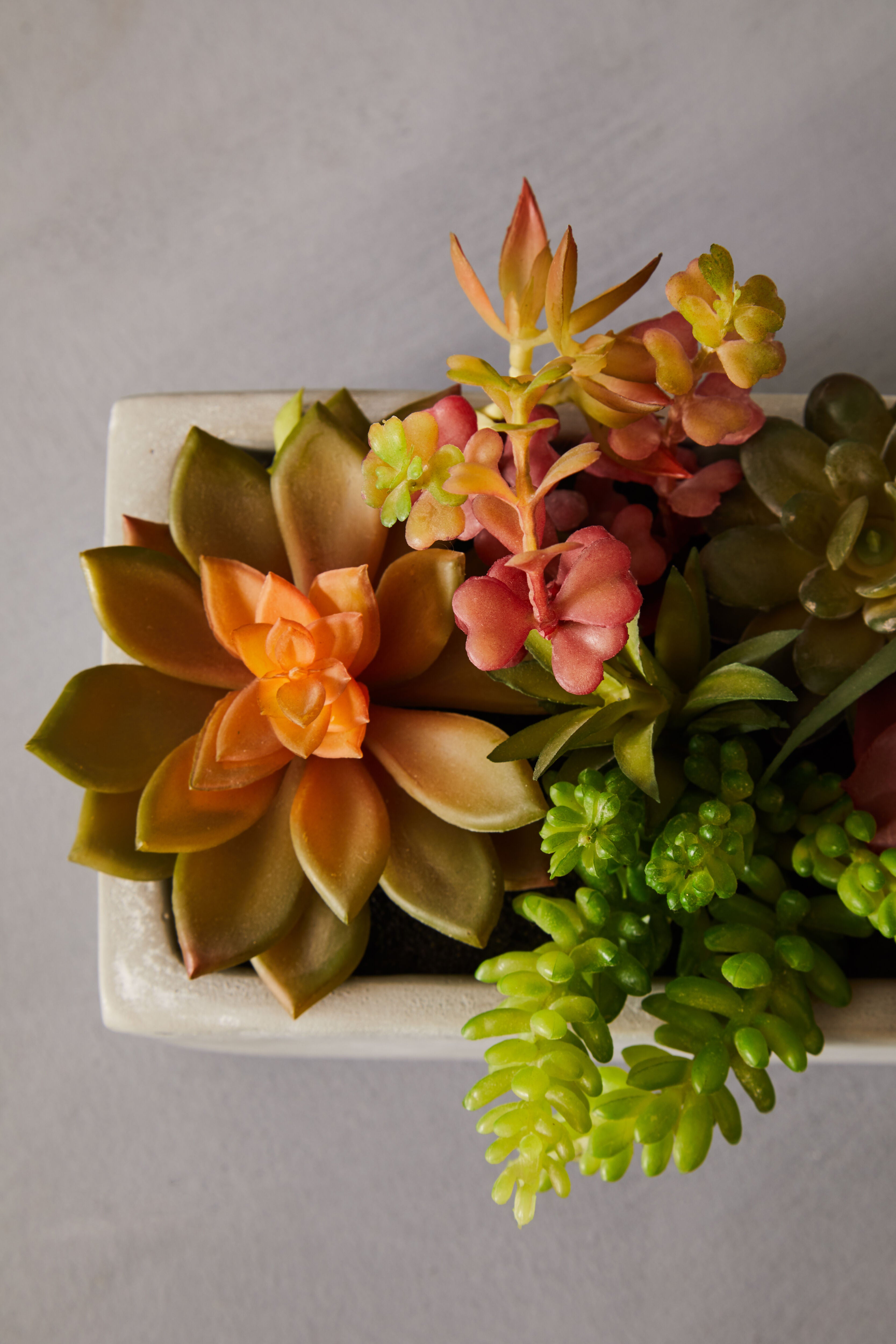 rare succulent live plants Edan Mixed Artificial Succulent in Cement Rectangle Pot