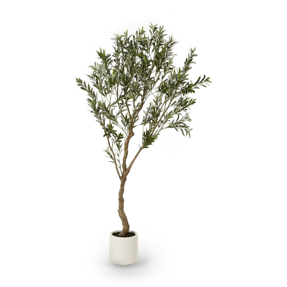 Apulia Olive Tree In White Pot 200cm