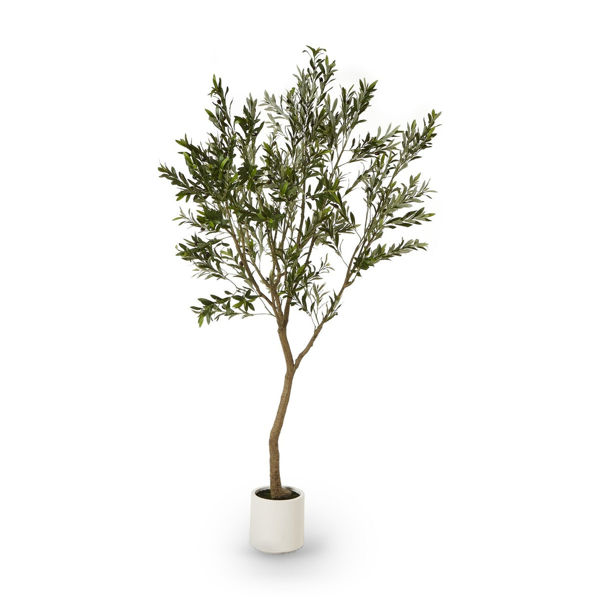 Apulia Olive Tree In White Pot 240cm