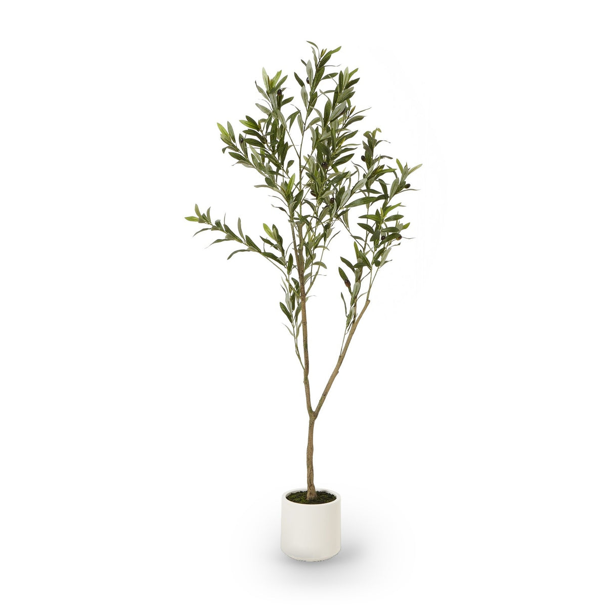 Apulia Olive Tree In White Pot 150cm