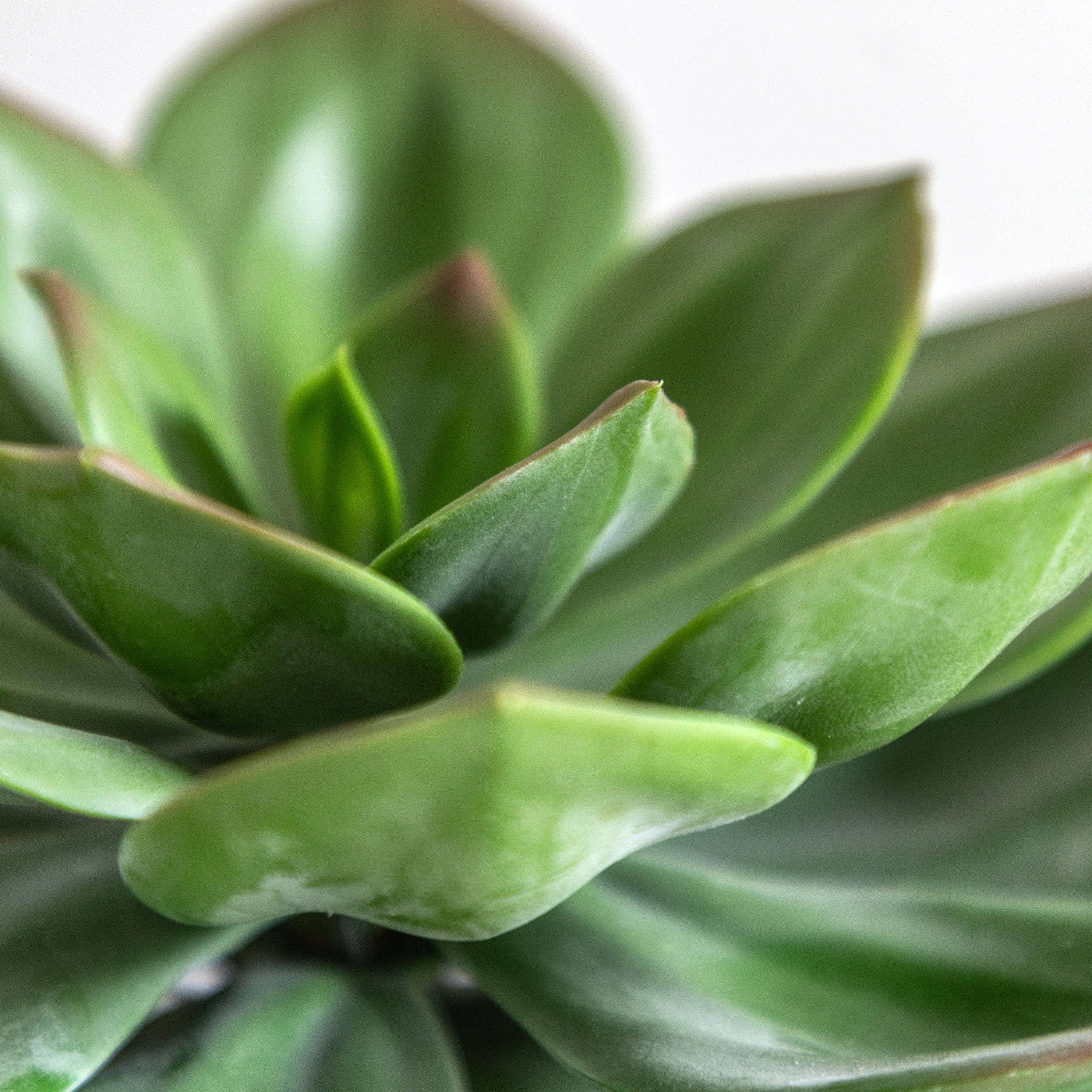 Potted Artificial Succulent in Ribbed Black Ceramic Pot