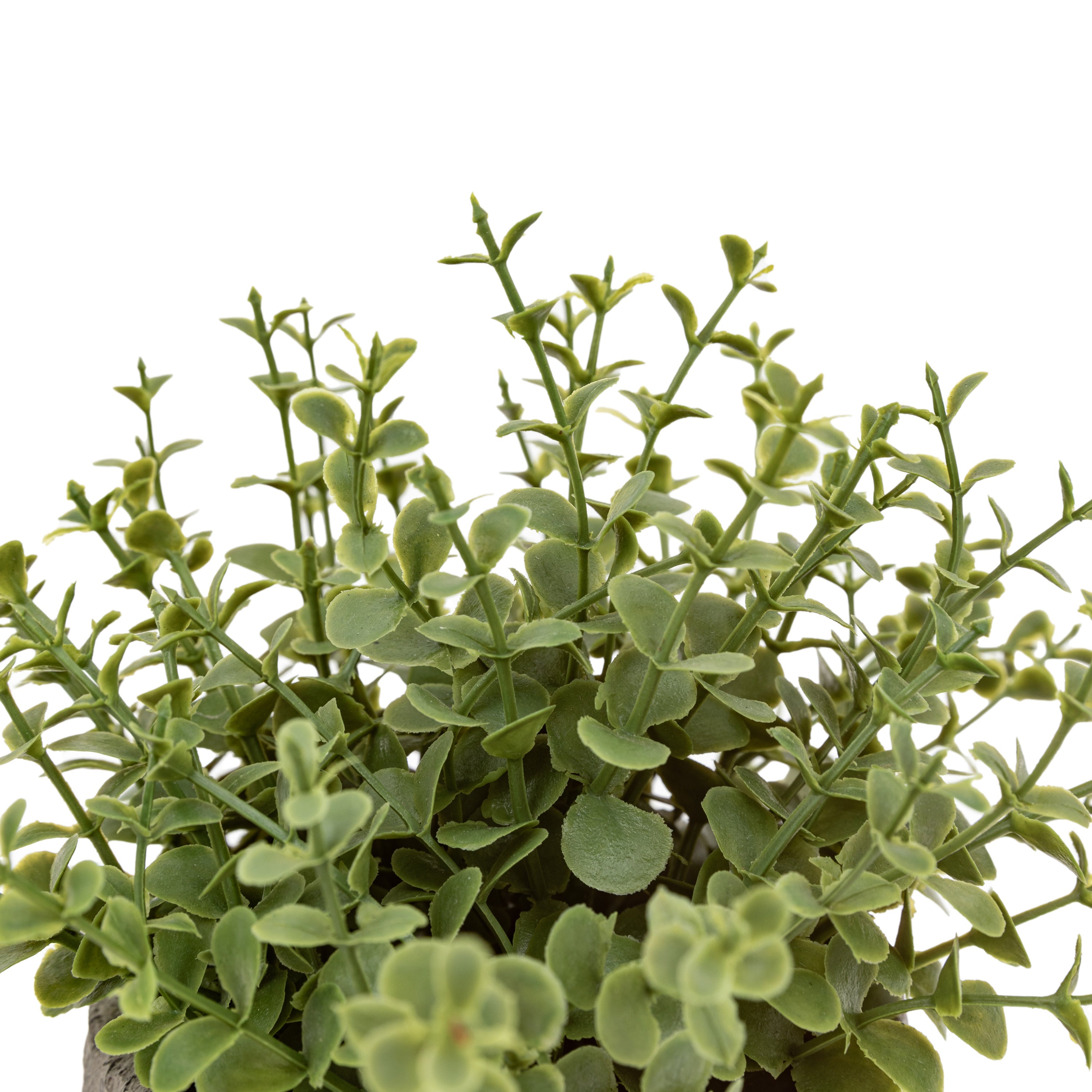 Set of 2 Potted Plant Ceramic Scratch Pot Rosemary