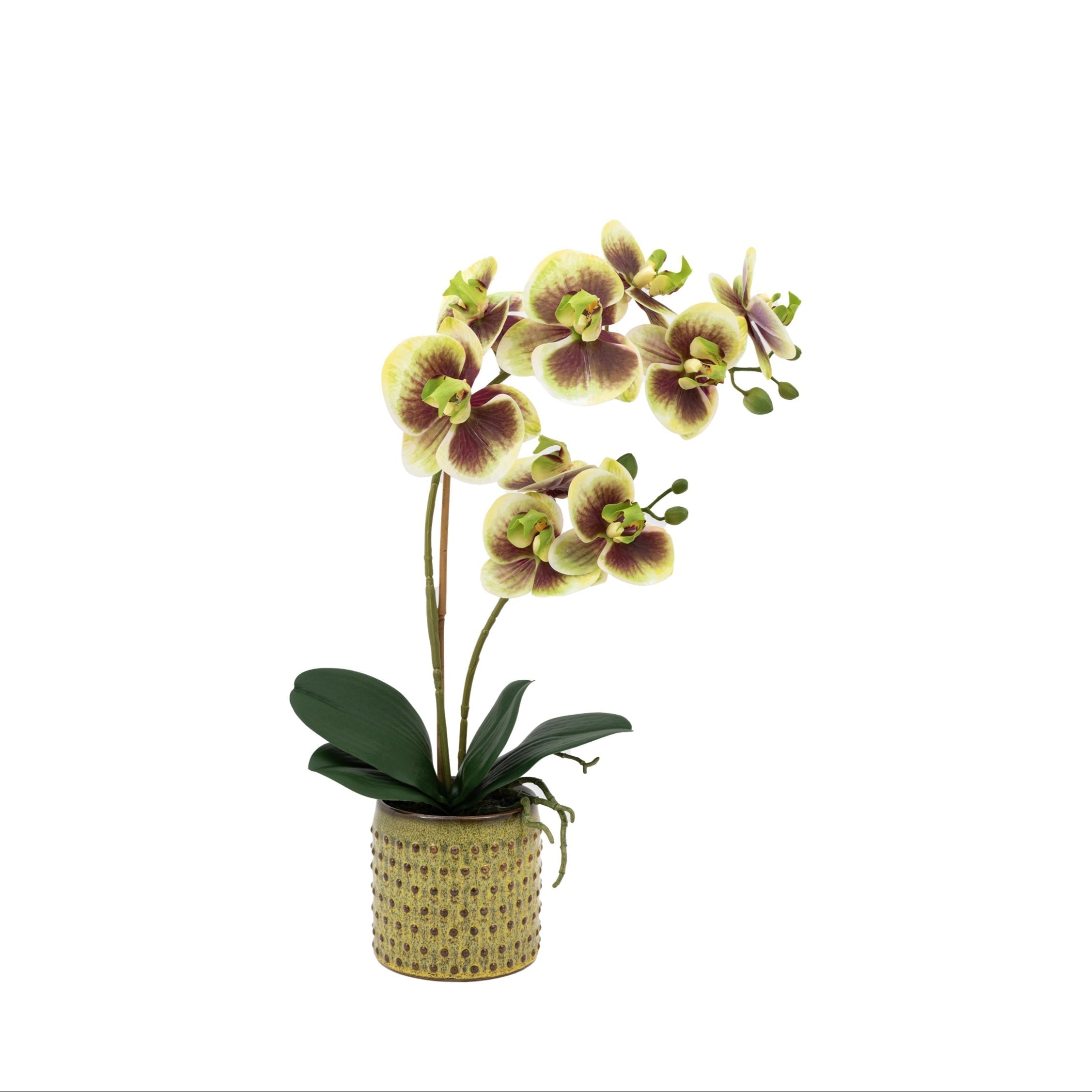 Artificial Orchid Multicolour in Moss Ceramic Dot Pot