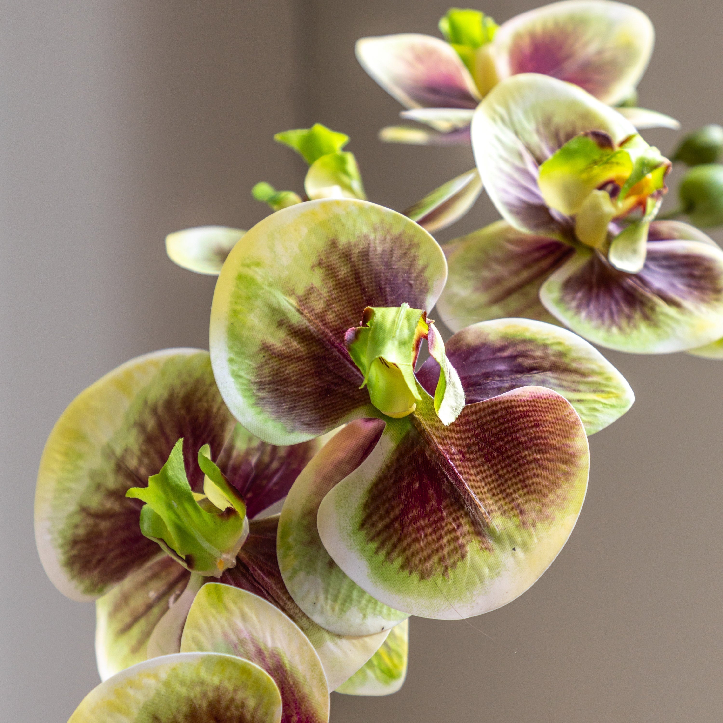 Artificial Orchid Multicolour in Moss Ceramic Dot Pot