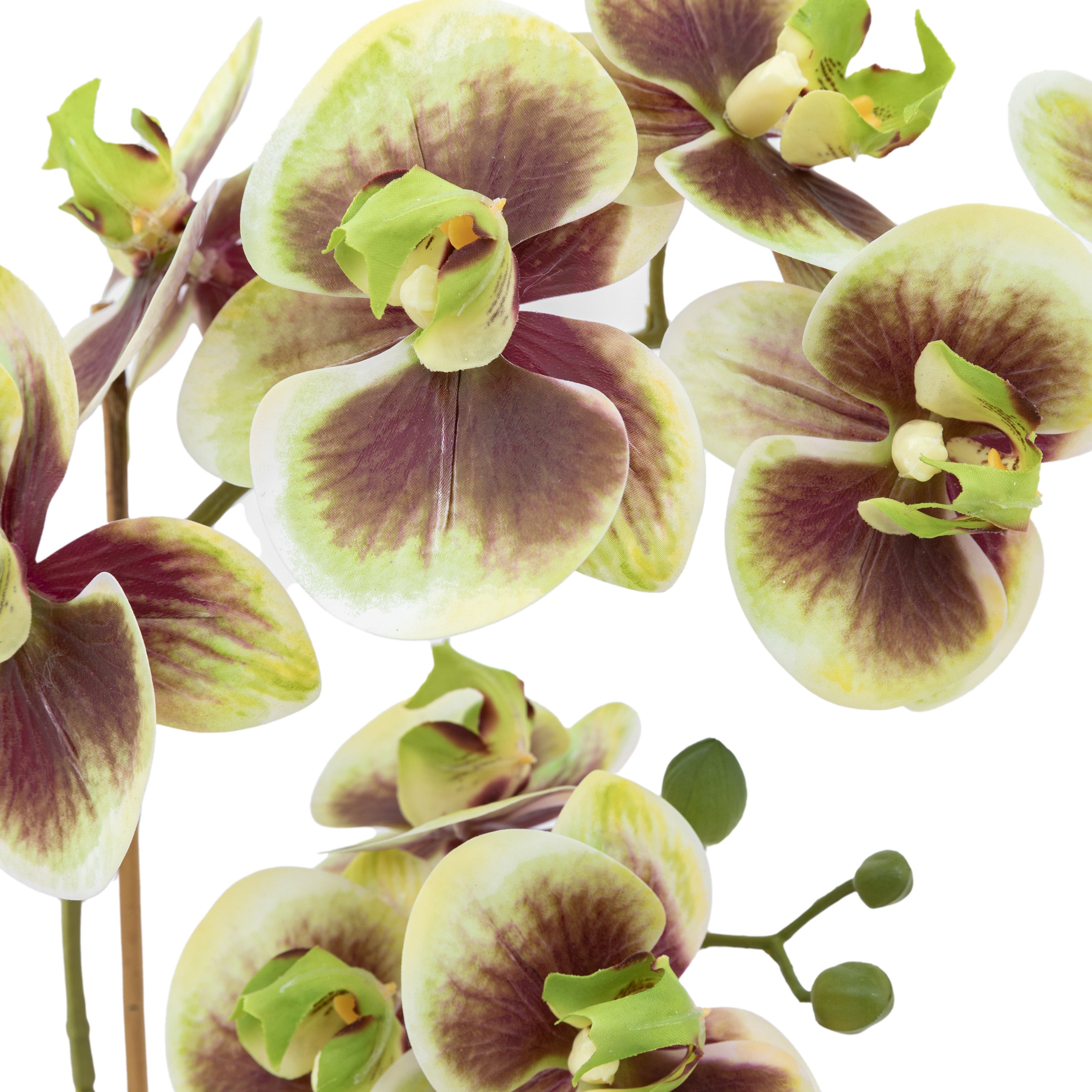 Artificial Orchid Multicolour in Moss Ceramic Dot Pot