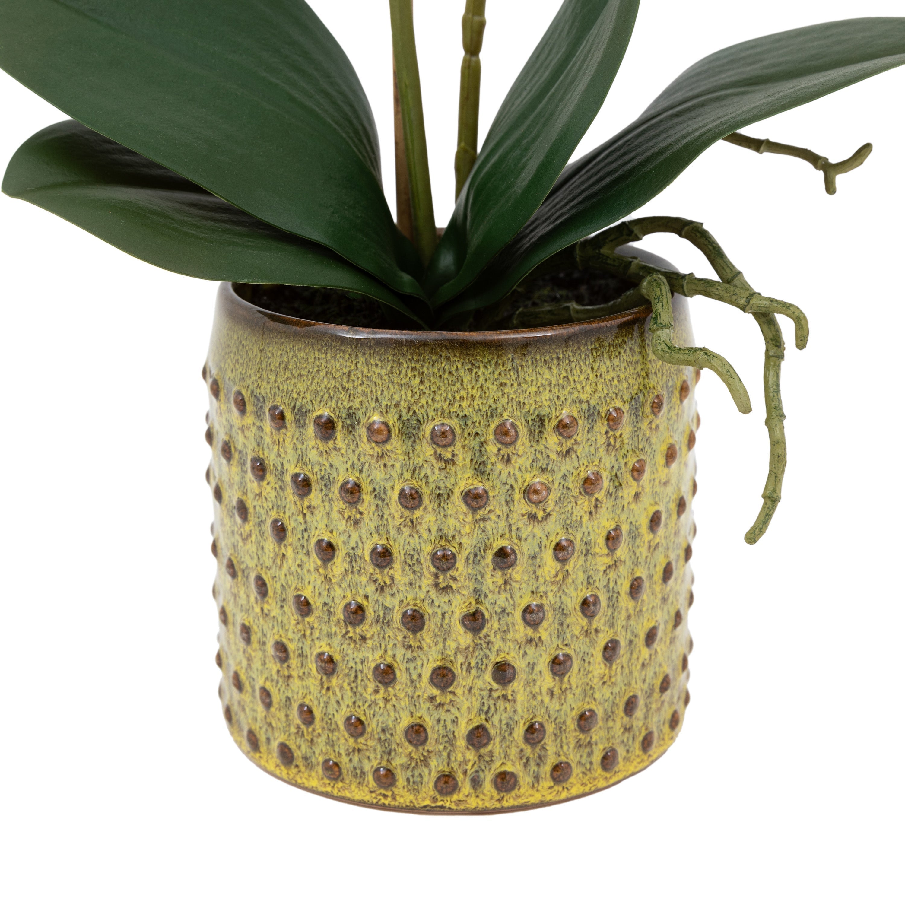 Artificial Orchid Multicolour in Moss Ceramic Dot Pot