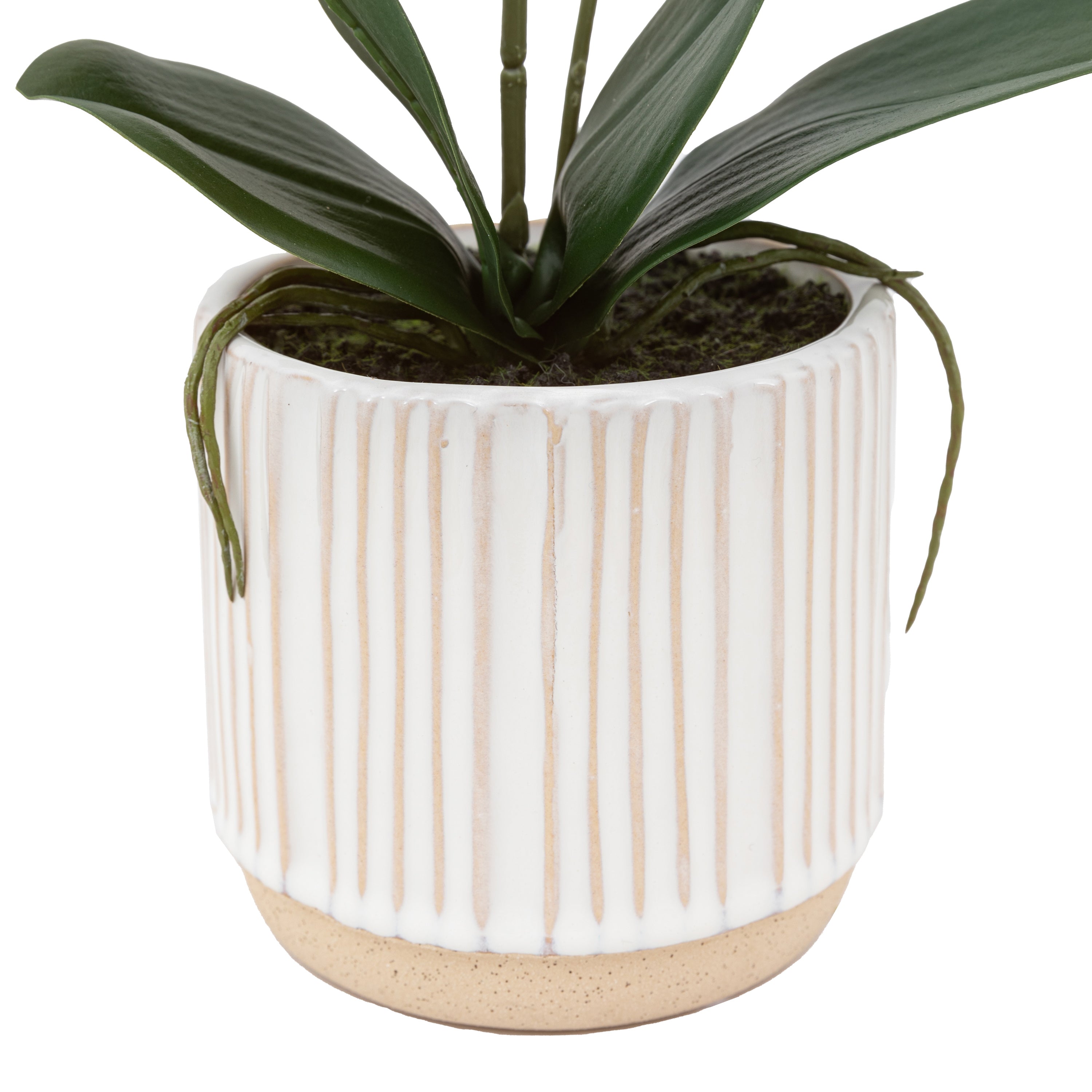 Artificial Orchid Cream in Ribbed White Ceramic Pot | Large