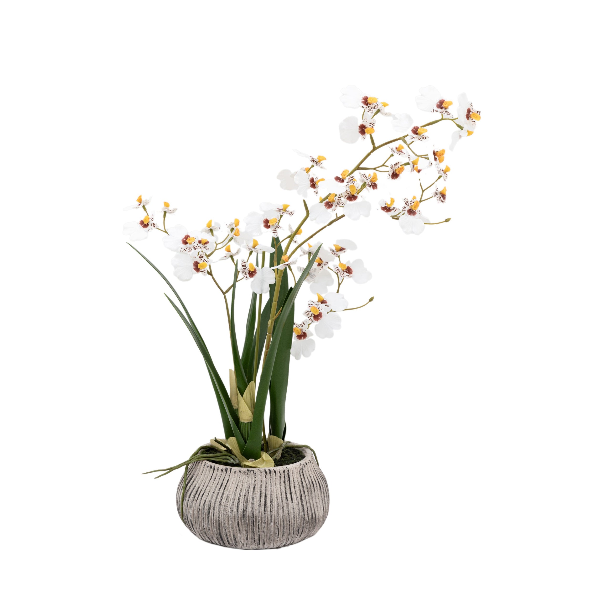 Artificial White Orchid in Low Ceramic Pot | Large