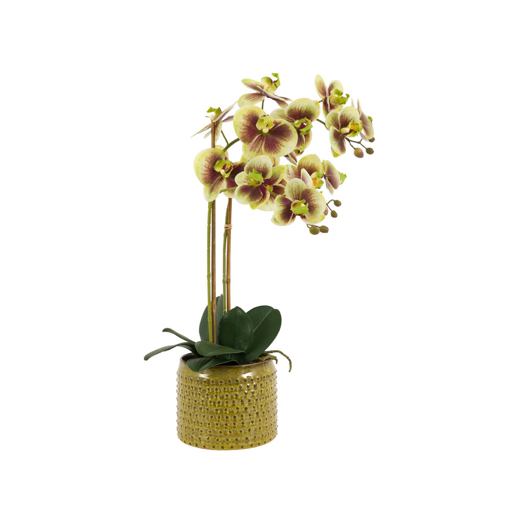 Florielle Green Moss & Ceramic Dot Pot Faux Orchid