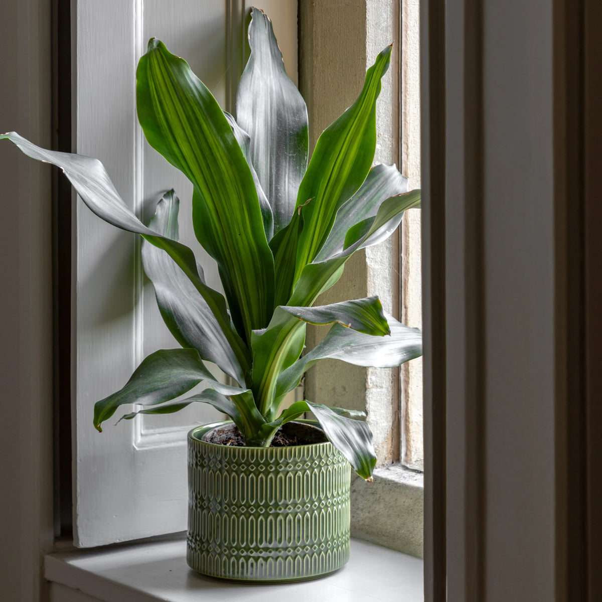 Verdene Embossed Olive Green Ceramic Planter