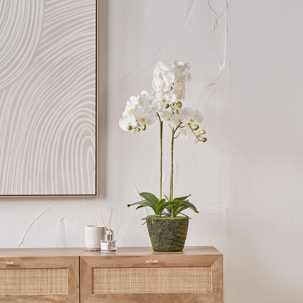 Artificial White Orchid in Moss Pot | Medium