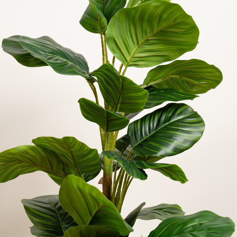 70cm Real Touch Arrowroot / Maranta Plant