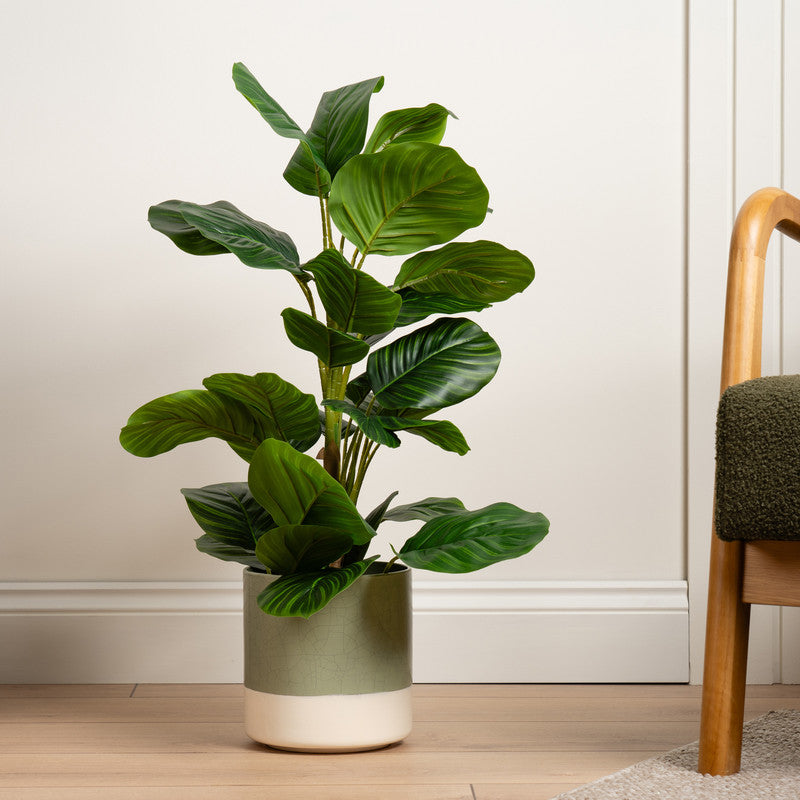 70cm Real Touch Arrowroot / Maranta Plant