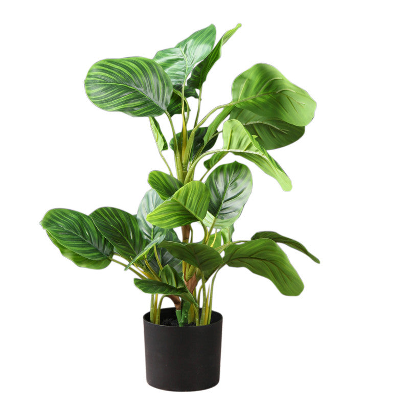 70cm Real Touch Arrowroot / Maranta Plant