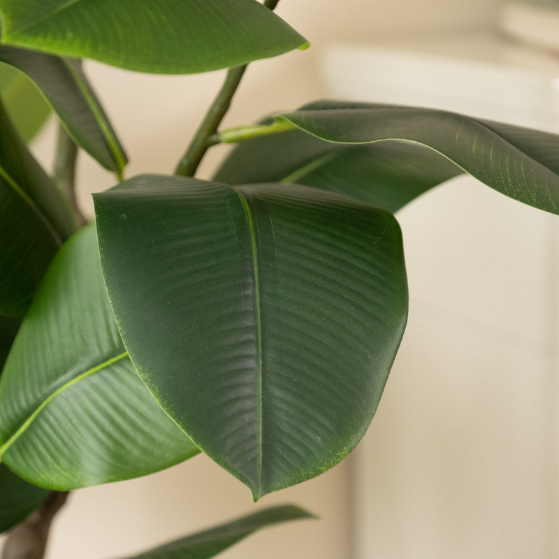 rubber tree real 150cm Real Touch Rubber Tree