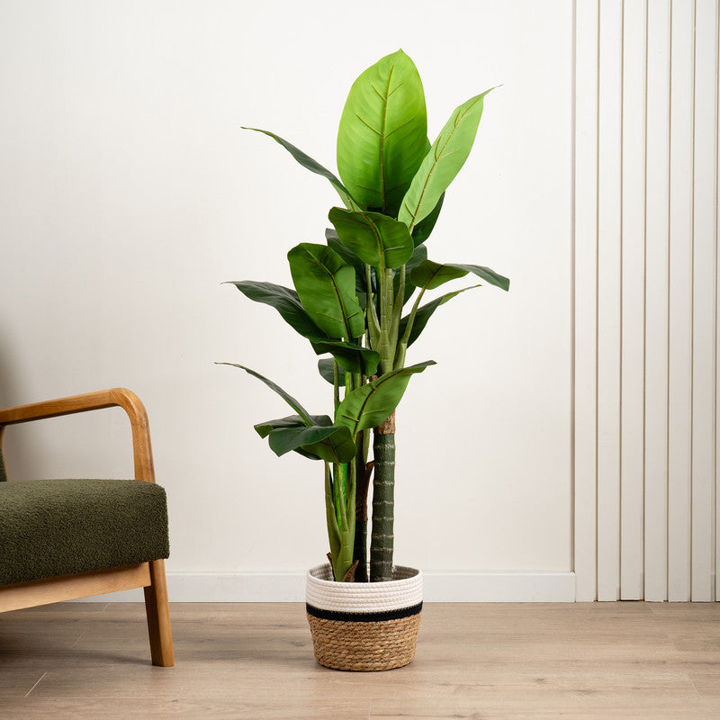 120cm Real Touch Dieffenbachia Plant