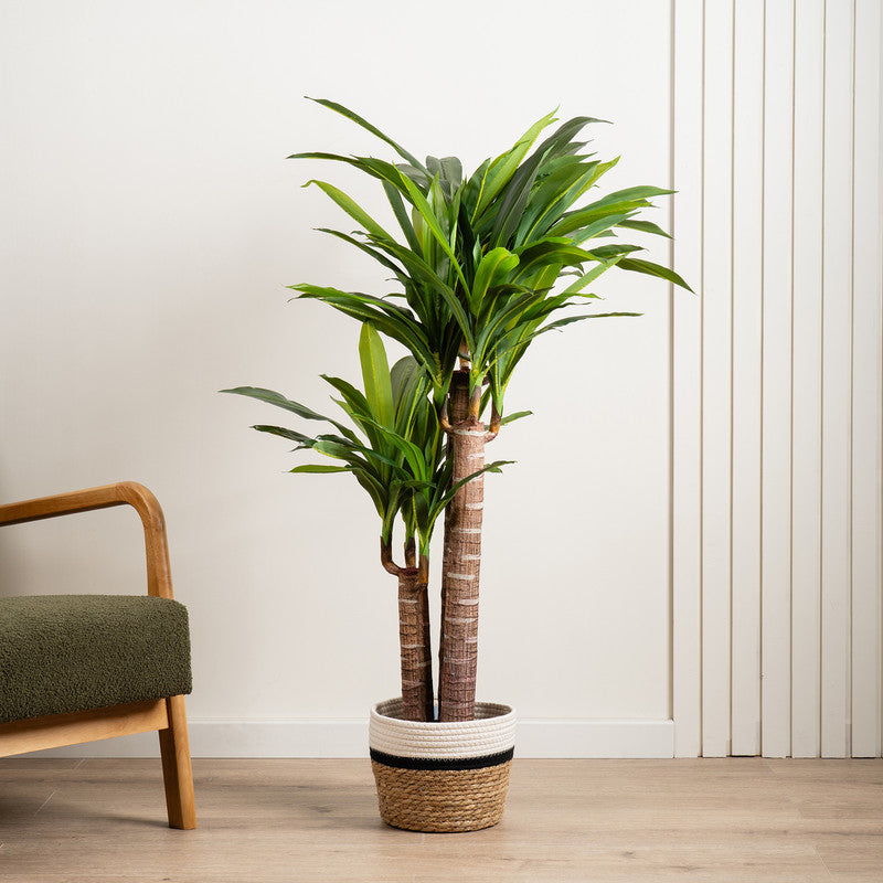 120cm Triple Stem Yucca Tree