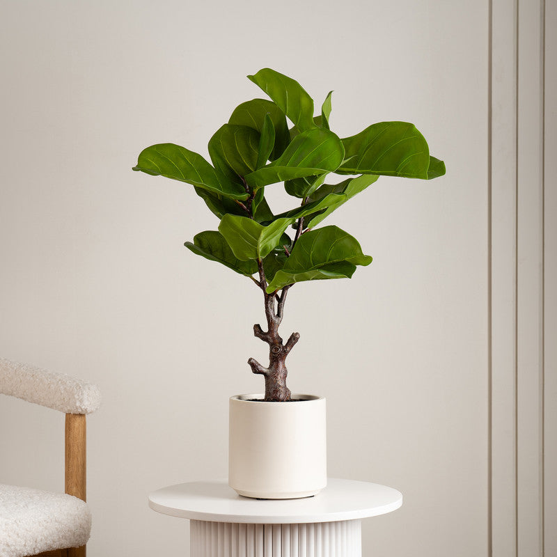 75cm Real Touch Fiddleleaf Fig Tree in Chunky White Pot
