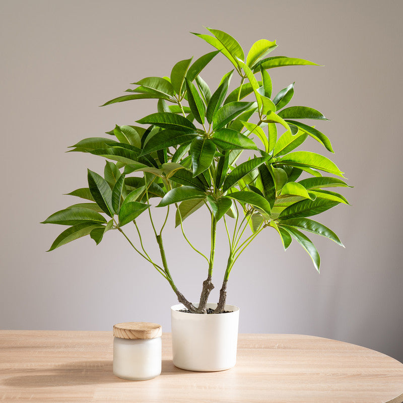 70cm Real Touch Schefflera / Umbrella Plant in White Pot