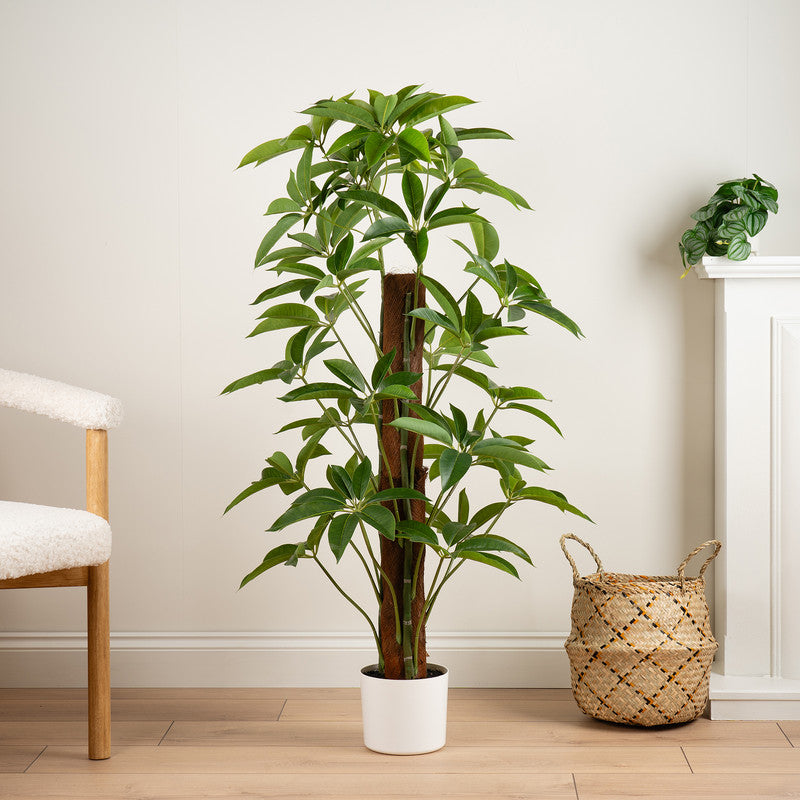 120cm Real Touch Climbing Schefflera / Umbrella Plant in White Pot