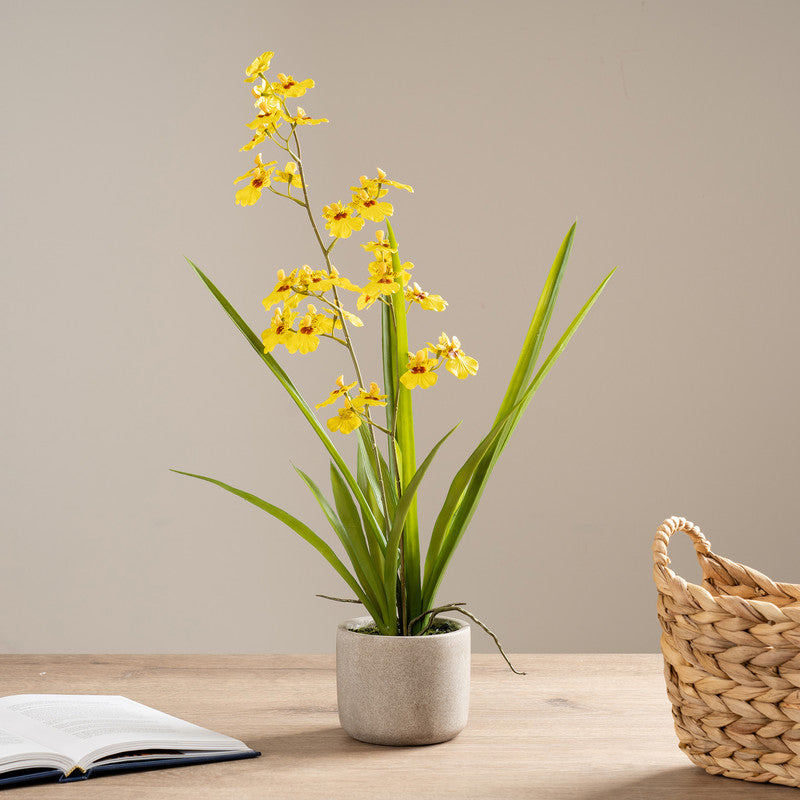 58.5cm Real Touch Yellow Oncidium Spray in Cement Pot