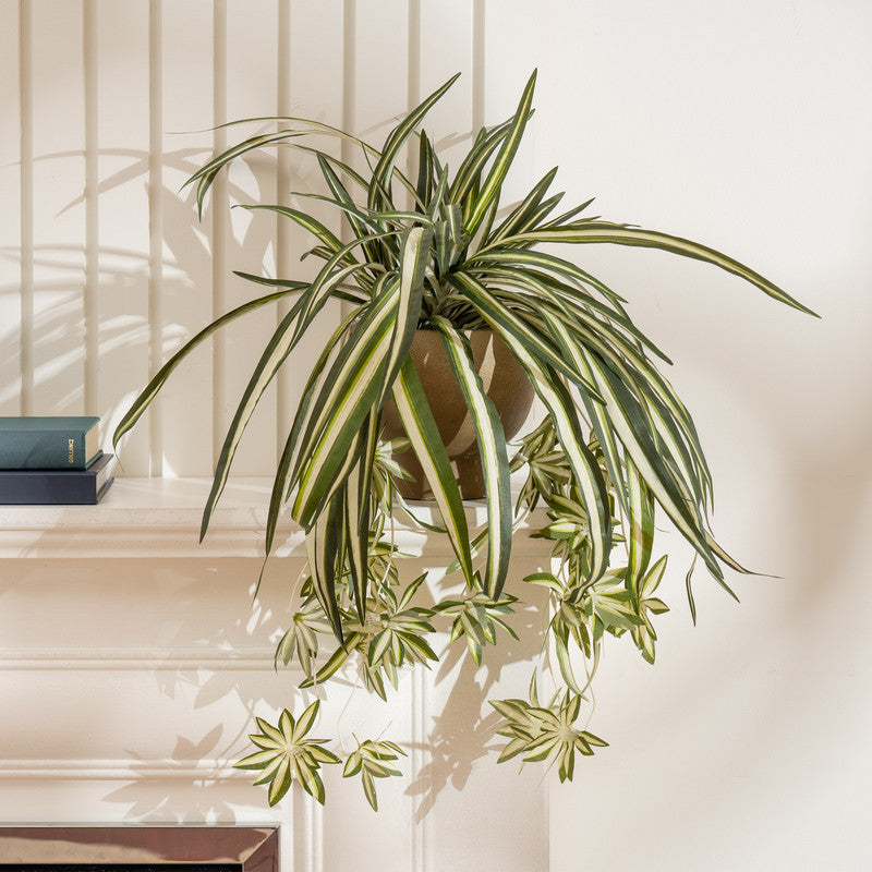 36cm Artificial Spider Plant in Rustic Pot