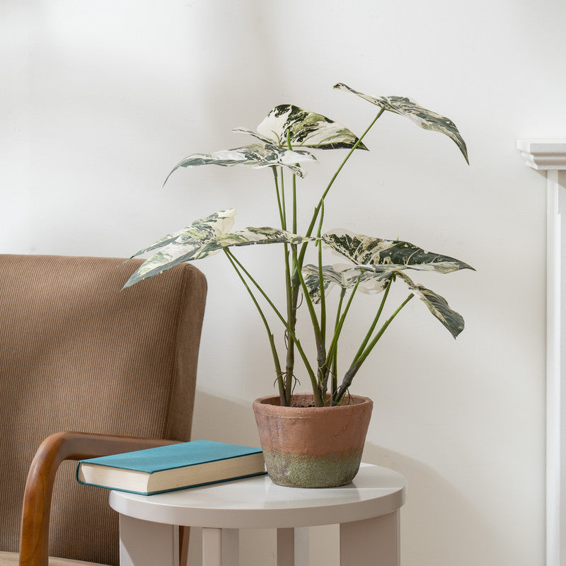 59cm Real Touch Alocasia Plant