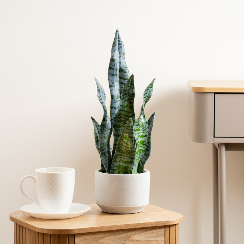 48cm Artificial Sansevieria in Cement pot