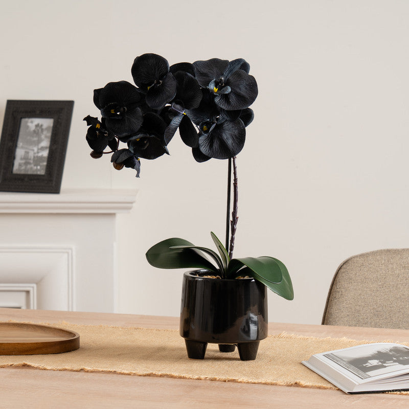 50cm Artificial Black Orchid in Ceramic pot