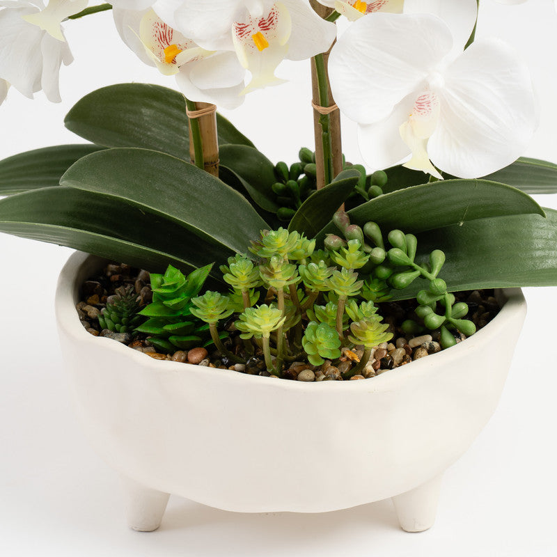 50cm Artificial White Orchid in Footed Cement Pot