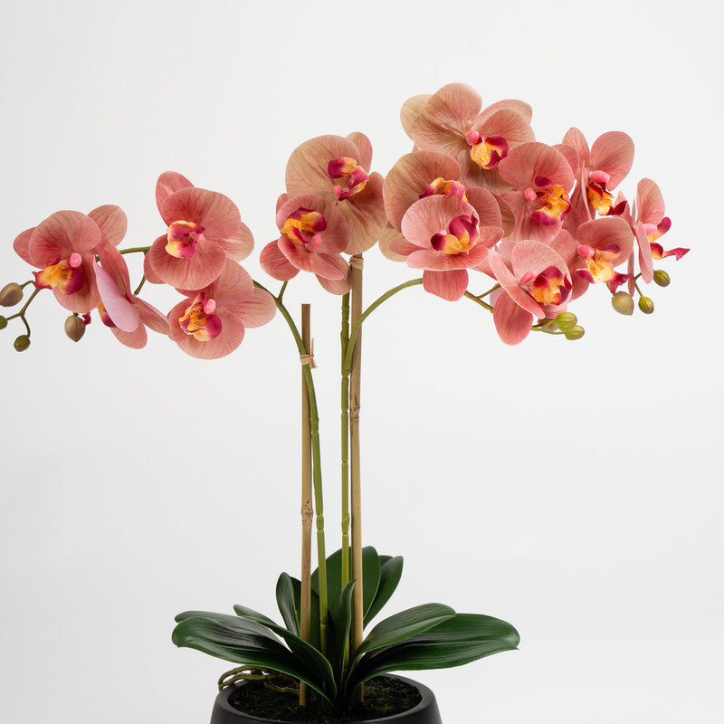 65cm Artificial Real Touch Phalaenopsis Orchid in Black Pot