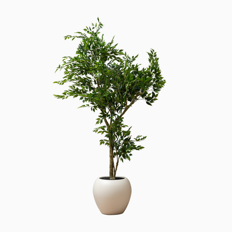215cm Artificial Ficus Tree