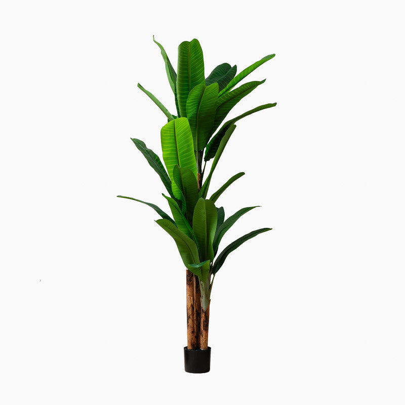 260cm Real Touch Banana Tree