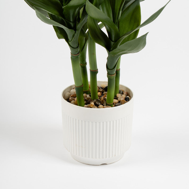 60cm Artificial Lucky Bamboo in White Plastic Pot