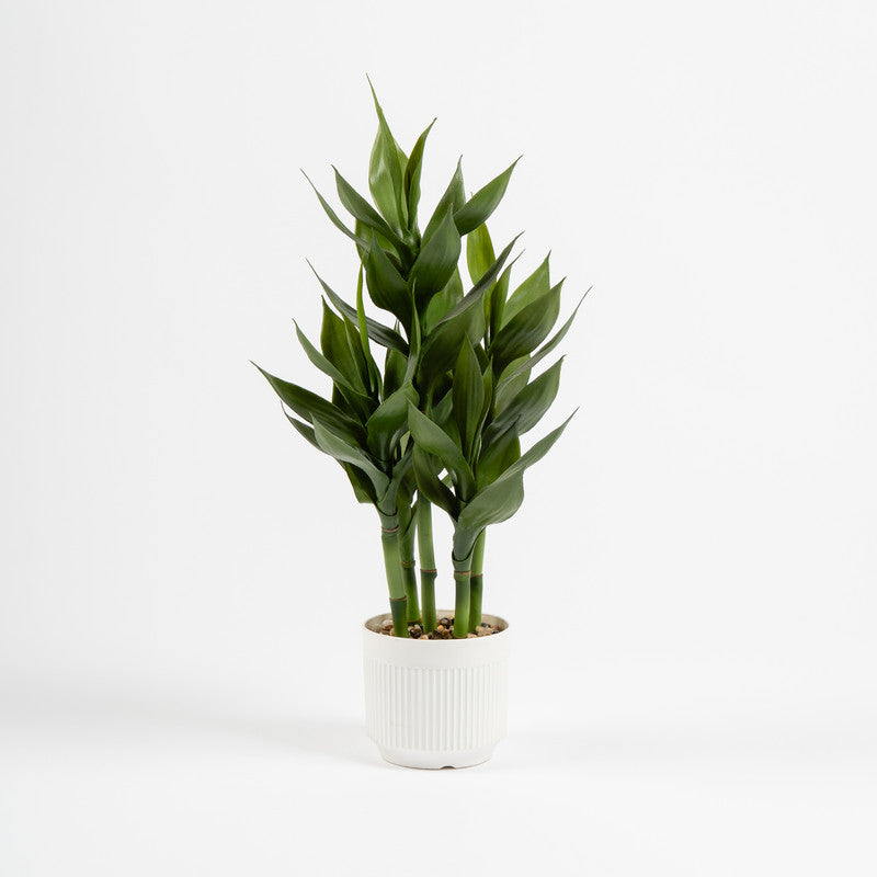60cm Artificial Lucky Bamboo in White Plastic Pot