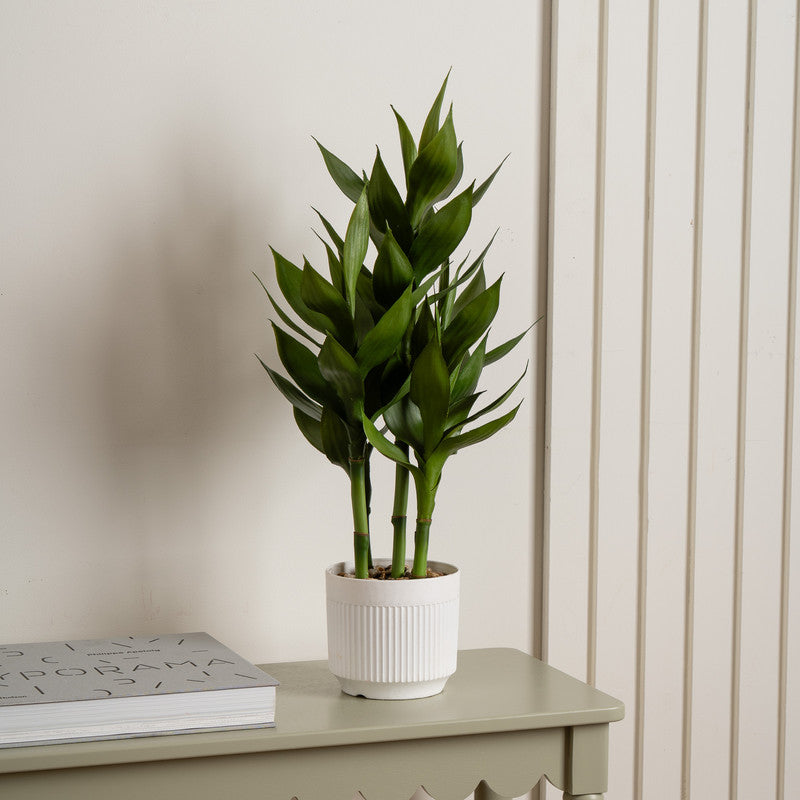 60cm Artificial Lucky Bamboo in White Plastic Pot