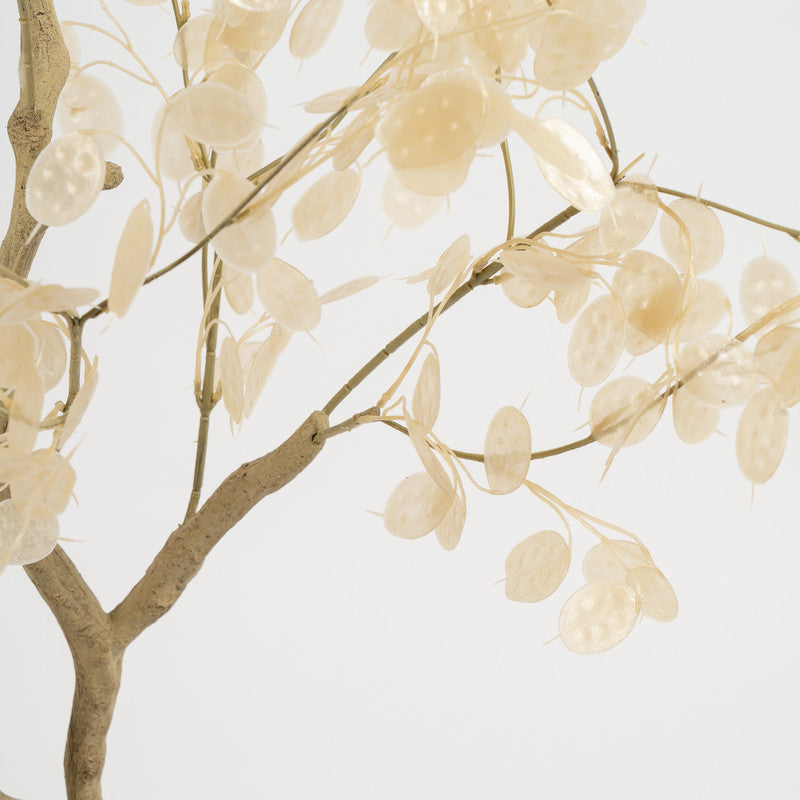 120cm Honesty (Lunaria) Tree