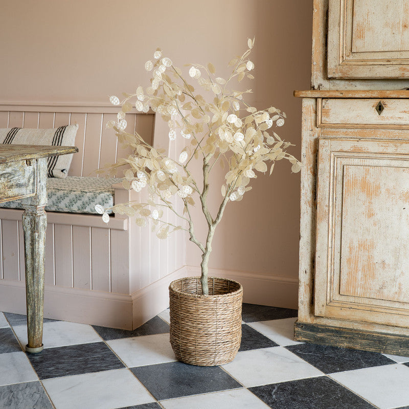 120cm Honesty (Lunaria) Tree