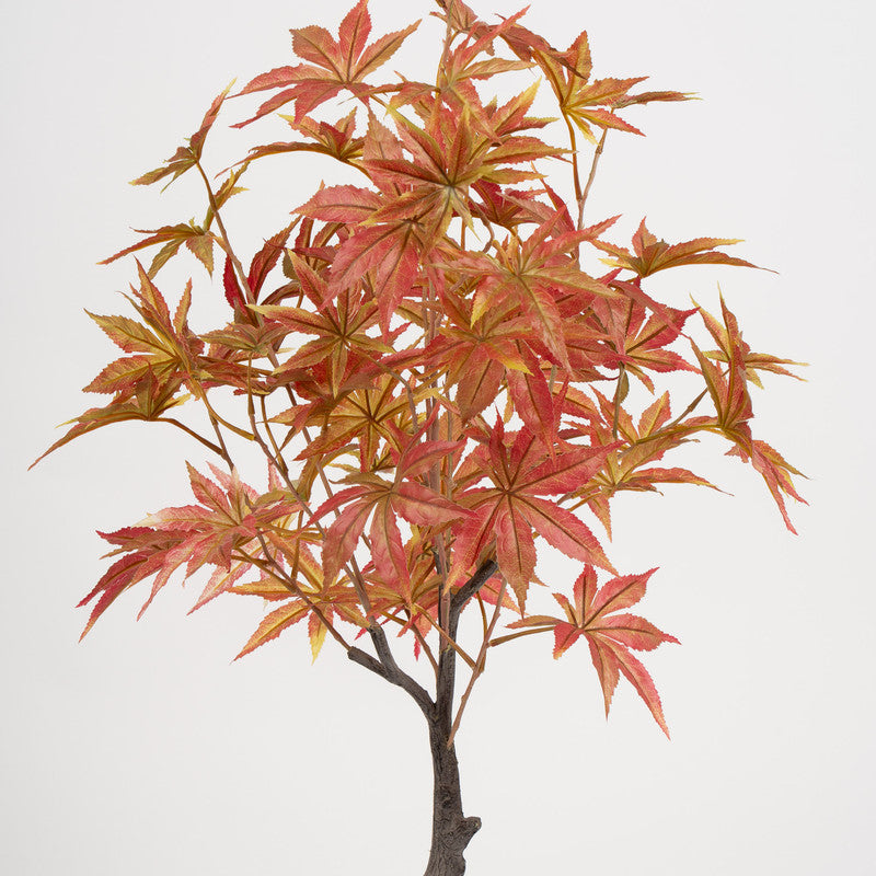 90cm Red Acer Tree