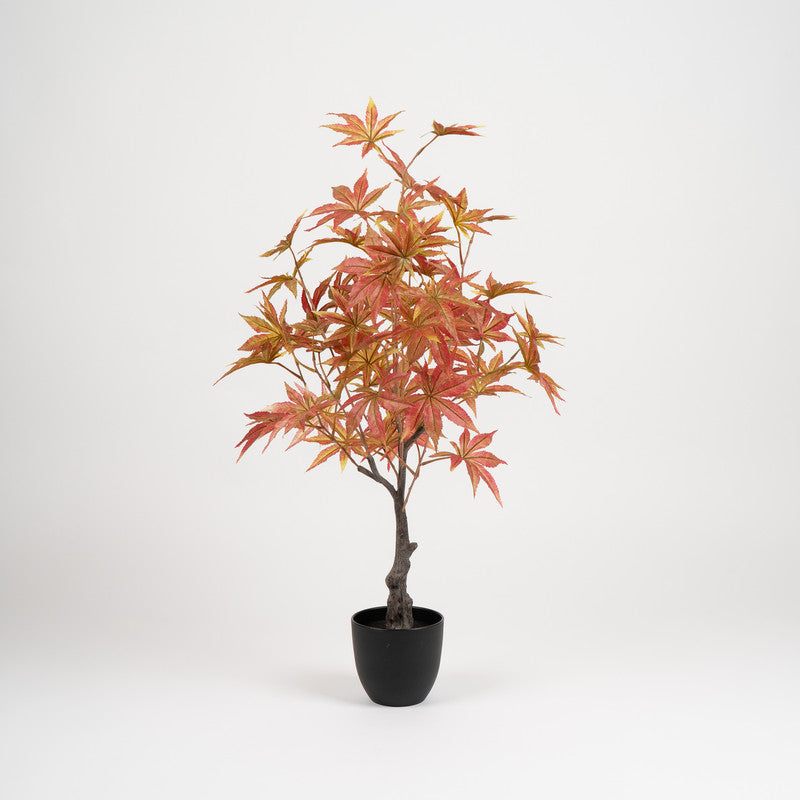 90cm Red Acer Tree