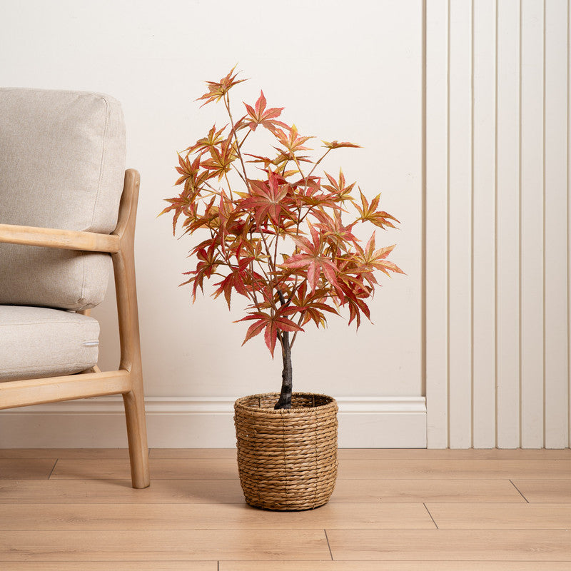 90cm Red Acer Tree