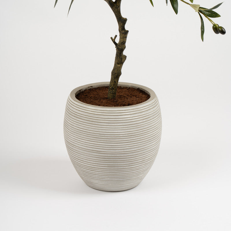 90cm Olive Tree
