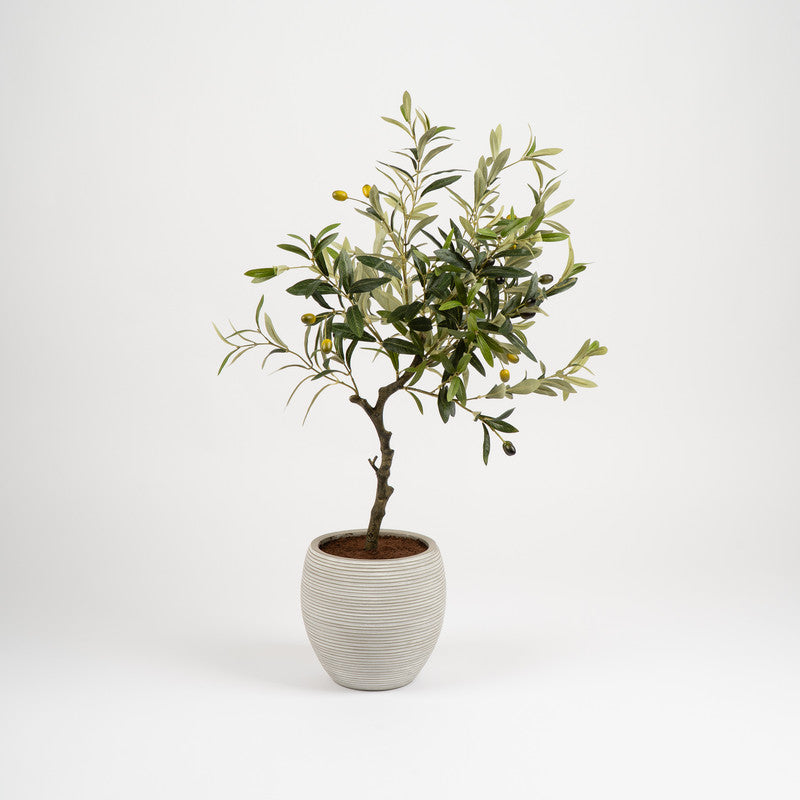 90cm Olive Tree