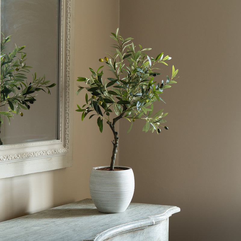 90cm Olive Tree