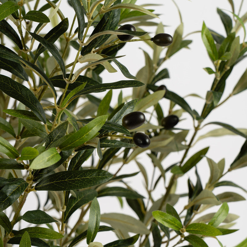 150cm Olive Tree