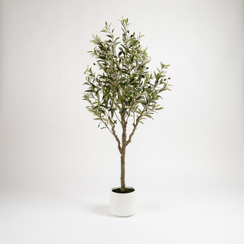 150cm Olive Tree