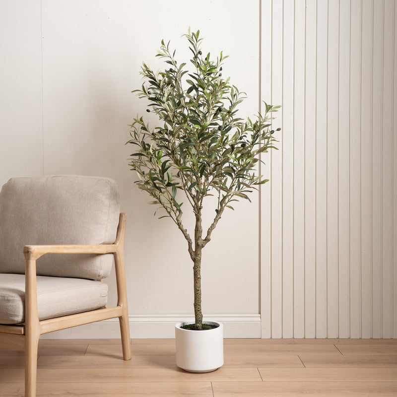 150cm Olive Tree