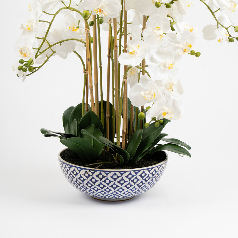 71cm Orchid in Blue/White Pot
